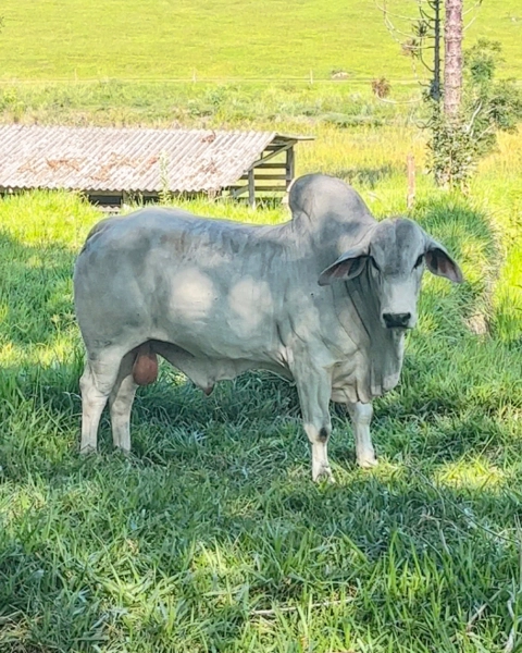 Imagem Touros Tabapuã Imagem Touros Tabapuã