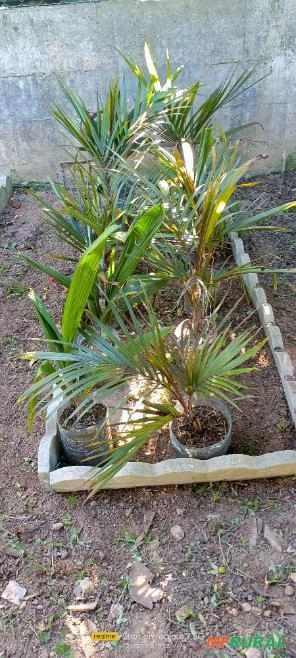 Palmeira Imperial e real Imagem Palmeira Imperial e real