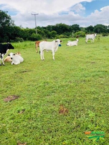 Bezerros Nelore Imagem Bezerros Nelore