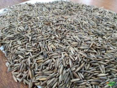 Imagem Aveia Branca Imagem Aveia Branca