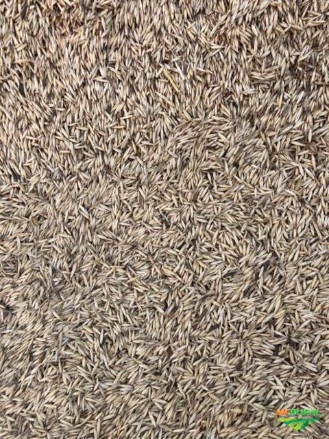 Imagem Aveia Branca Imagem Aveia Branca