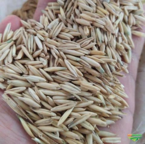 Aveia Branca Imagem Aveia Branca