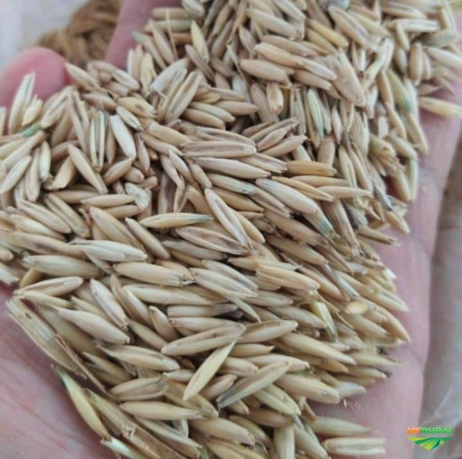 Aveia Branca Imagem Aveia Branca