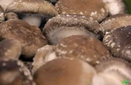 vendo cogumelo shiitake in natura