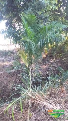 Mudas de Coqueiro Imperial Imagem Mudas de Coqueiro Imperial