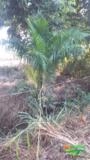 Mudas de Coqueiro Imperial Imagem Mudas de Coqueiro Imperial