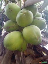 Coco verde e seco