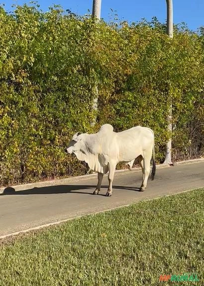 Touros Nelore PO Imagem Touros Nelore PO