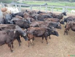 70 vacas a venda: Angus, Wagyu, Cruzamentos
