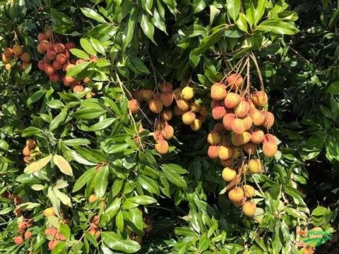 Lichia Imagem Lichia