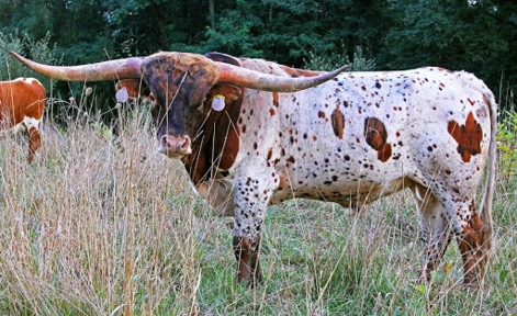 Imagem Sêmen Congelado Texas Long Horn Imagem Sêmen Congelado Texas Long Horn
