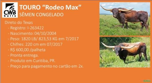 Imagem Sêmen Congelado Texas Long Horn Imagem Sêmen Congelado Texas Long Horn