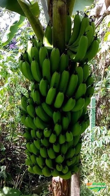 Banana nanica Imagem Banana nanica