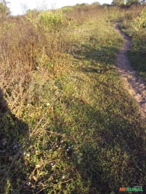 Fazenda em Rondonópolis - MT - Fazenda a venda - FA0145