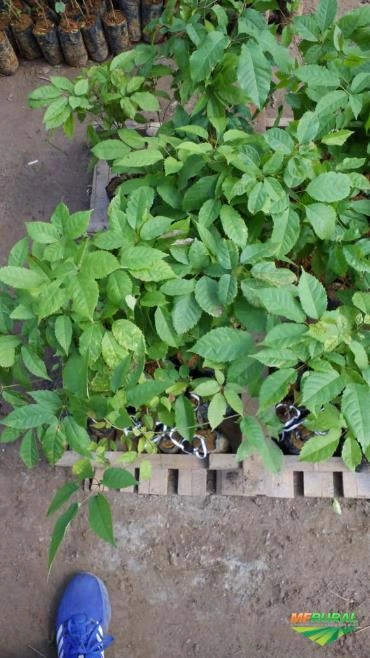 Mudas nativas Imagem Mudas nativas