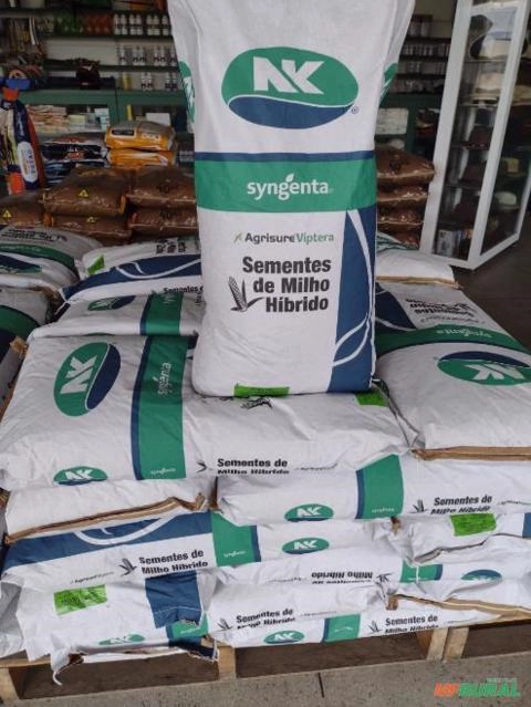 Sementes de milho Híbrido/Transgênico Feroz Syngenta vip3 Imagem Sementes de milho Híbrido/Transgênico Feroz Syngenta vip3