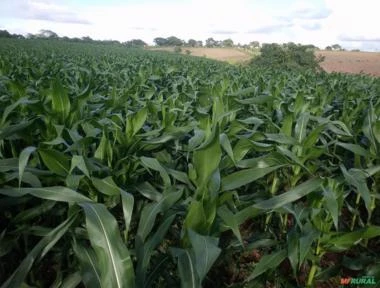 Sementes de milho Híbrido/Transgênico Feroz Syngenta vip3