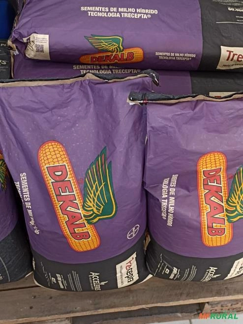 Sementes de milho Dekalb 177 Imagem Sementes de milho Dekalb 177