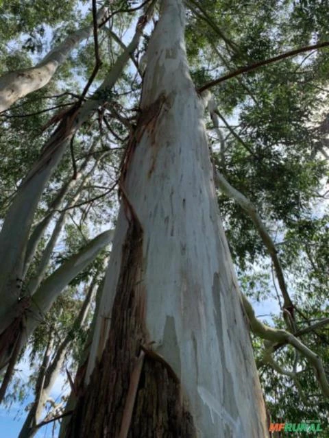 Eucalyptus Citriodora e Rosa - Esticadores e Mourões
