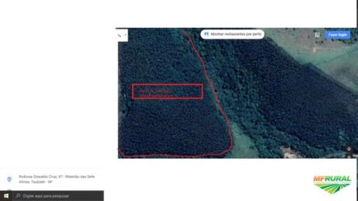 Floresta Eucalipto Vale do Paraíba Imagem Floresta Eucalipto Vale do Paraíba