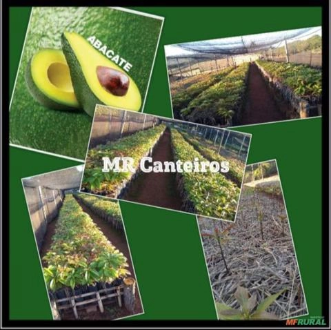 Vende se mudas de abacate. Imagem Vende se mudas de abacate.