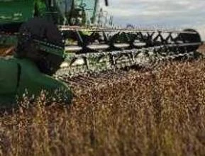 Estamos a procura de área para colher milho safrinha 2020 e soja 2022