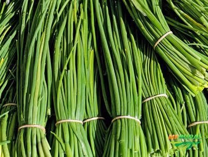 Alface Imagem Alface