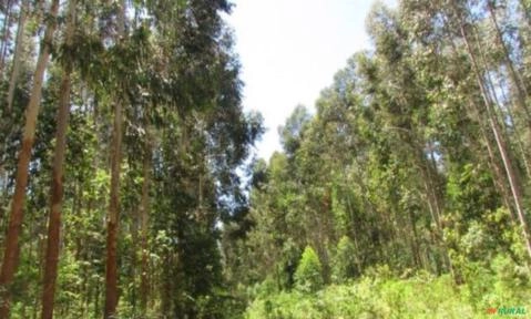 Vendo Eucaliptos Dunny Dois milhões de Toneladas pronta entrega Imagem Vendo Eucaliptos Dunny Dois milhões de Toneladas pronta entrega