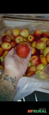 Maçã Gala - Fornecimento e Refeições Coletivas Imagem Maçã Gala - Fornecimento e Refeições Coletivas