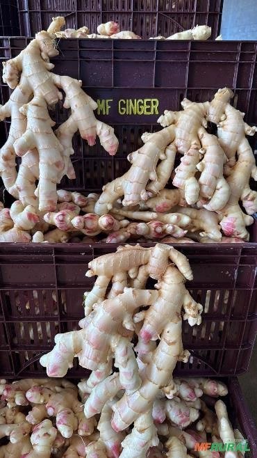 Gengibre Imagem Gengibre