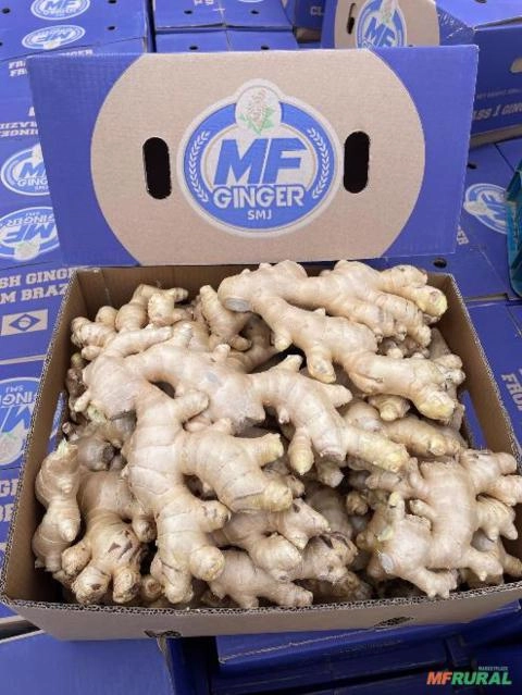 Imagem Gengibre Imagem Gengibre