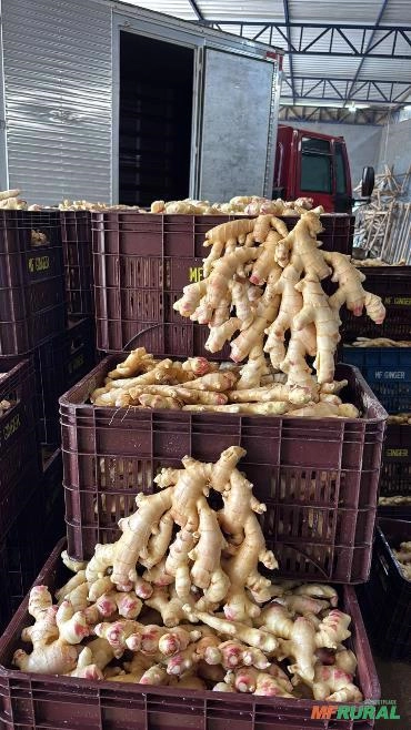 Imagem Gengibre Imagem Gengibre