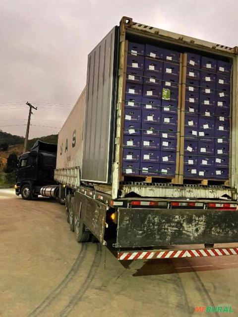 Imagem Gengibre Imagem Gengibre