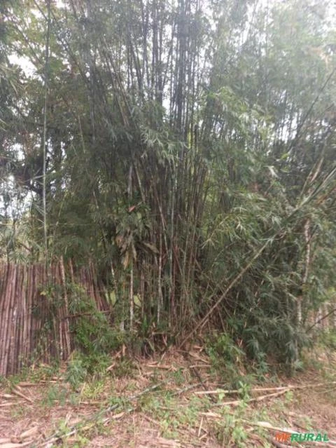 Plantação de Bambu