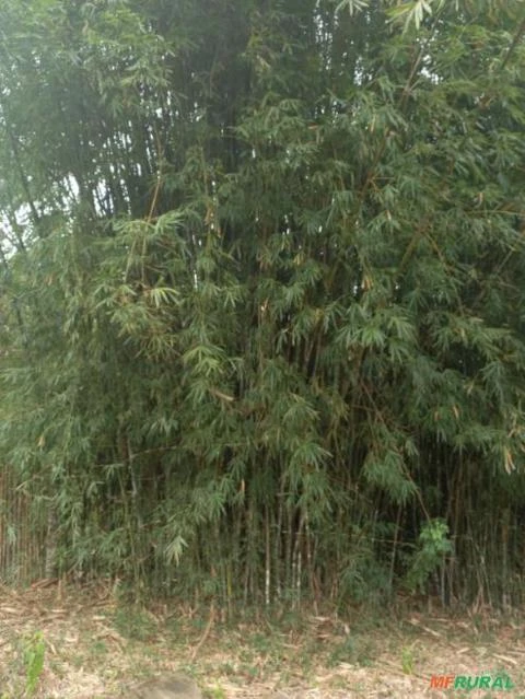 Plantação de Bambu