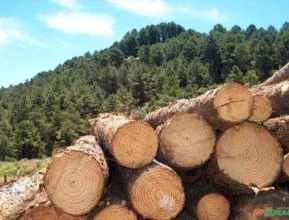 Tora de Pinus - 24 a 33cm - 3 metros de comprimento