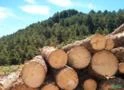 Tora de Pinus - 24 a 33cm - 3 metros de comprimento