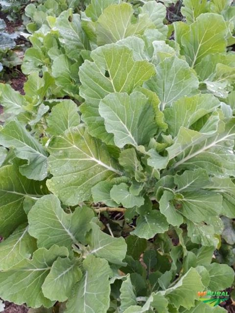 Couve folha Imagem Couve folha