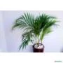 kit Jardinagem - Areca Bambu