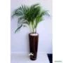 kit Jardinagem - Areca Bambu