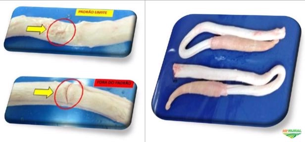 Compro Vergalho Bovino e outros subprodutos congelados Imagem Compro Vergalho Bovino e outros subprodutos congelados