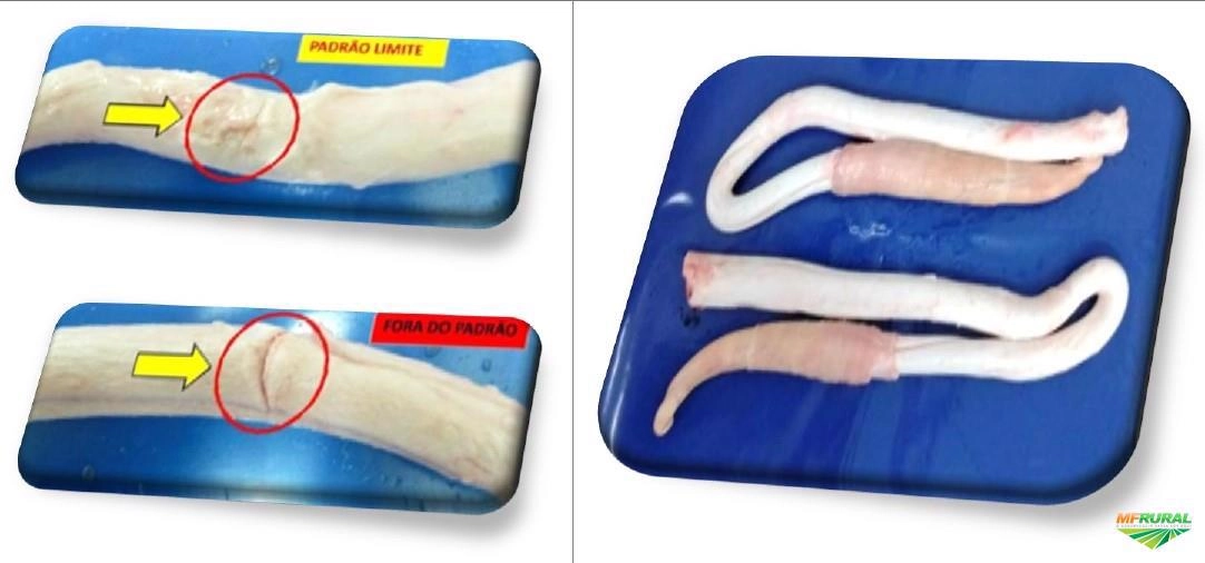 Compro Vergalho Bovino e outros subprodutos congelados Imagem Compro Vergalho Bovino e outros subprodutos congelados