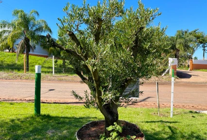 Muda de Oliveira Produzindo