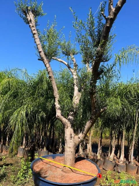 Muda de Oliveira Produzindo 45 Anos Imagem Muda de Oliveira Produzindo 45 Anos