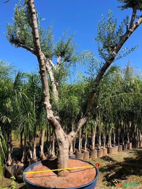 Muda de Oliveira Produzindo