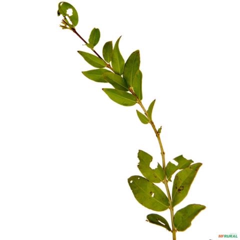 Imagem Muda de Resedá Altura de 0,40 cm a 0,80 cm Imagem Muda de Resedá Altura de 0,40 cm a 0,80 cm