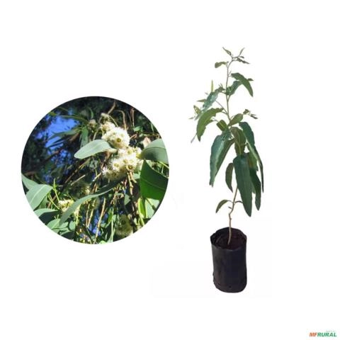Muda de Eucalipto Cheiroso de 10 a 80 cm Imagem Muda de Eucalipto Cheiroso de 10 a 80 cm