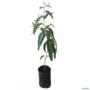 Muda de Eucalipto Cheiroso de 10 a 80 cm Imagem Muda de Eucalipto Cheiroso de 10 a 80 cm