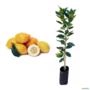Muda de Laranja Cidra - Enxertada Altura de 0,40 cm a 0,80 cm Imagem Muda de Laranja Cidra - Enxertada Altura de 0,40 cm a 0,80 cm