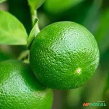 Muda de Laranja Pera Rio Altura de 0,40 cm a 0,80 cm